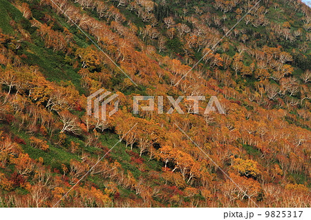 北アルプス　栂池自然園 9825317