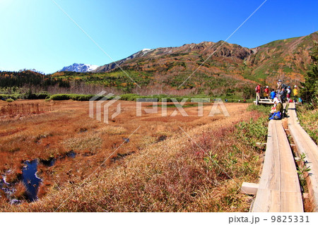 北アルプス　栂池自然園 9825331