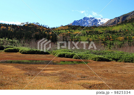 北アルプス　栂池自然園 9825334