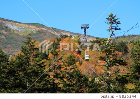 北アルプス　栂池自然園 9825344