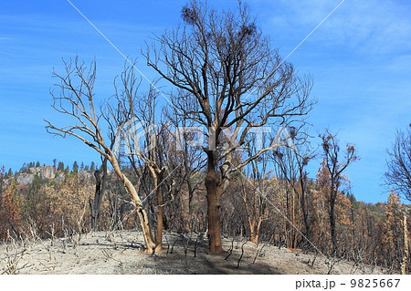 ヨセミテの山火事跡 9825667