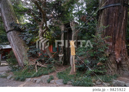 香取神宮　三本杉 9825922