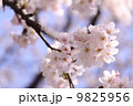 桜 9825956