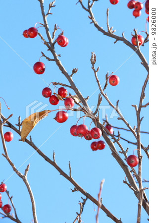 ヒメリンゴの実 9826000