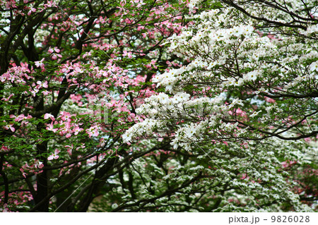 紅白のハナミズキ 紅白のハナミズキ 9826028