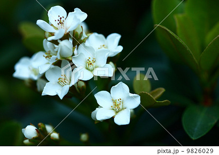 シャリンバイの花 9826029