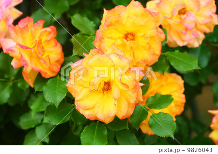 オレンジ色のバラ 9826043