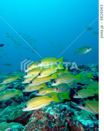 ヨスジフエダイ 9826063