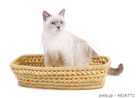 cat sits in basket cat sits in basket 9826772