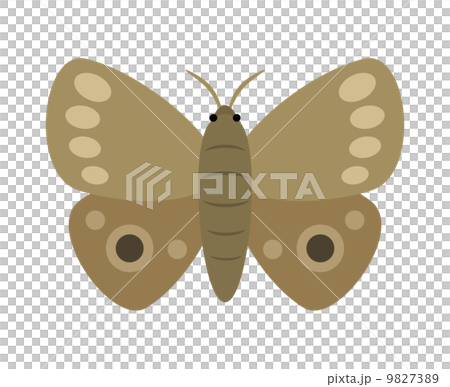 蛾のイラスト素材 973