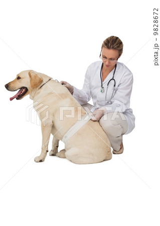 Pretty vet bandaging yellow labrador dog Pretty vet bandaging yellow labrador dog 9828672