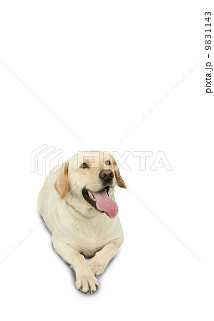 Golden labrador dog lying Golden labrador dog lying 9831143