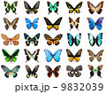 Tropical butterflies 9832039