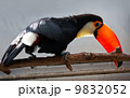 Toucan 9832052