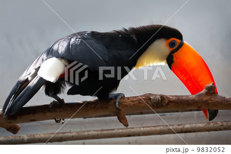 Toucan 9832052