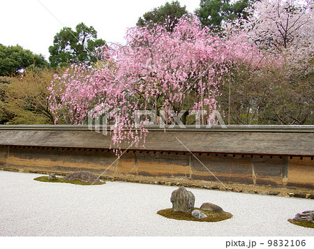 春の龍安寺石庭 春の龍安寺石庭 9832106