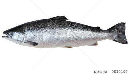 Fresh salmon Fresh salmon 9832195
