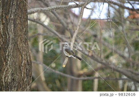 ヒヨドリ(鵯) ヒヨドリ(鵯) 9832616