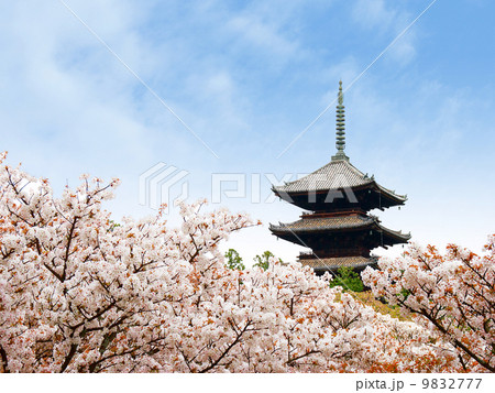 仁和寺　五重塔と御室桜 9832777