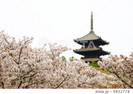 仁和寺　五重塔と御室桜 9832778