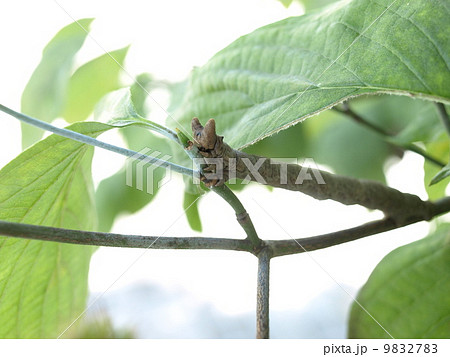 トビモンオオエダシャク幼虫 9832783