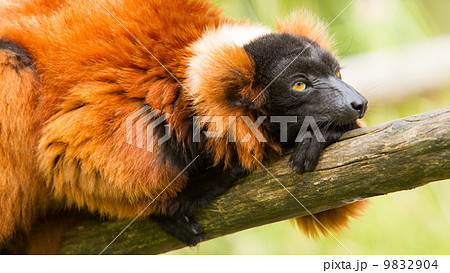 Red-bellied Lemur (Eulemur rubriventer) 9832904