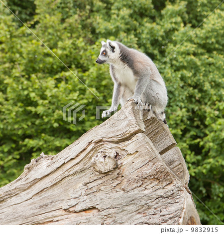 Ring-tailed lemur in captivity 9832915