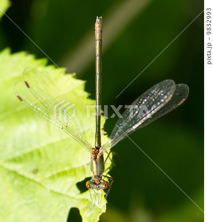 A dragonfly on a leaf A dragonfly on a leaf 9832993