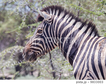 Burchells zebra (Equus Burchelli) 9833003