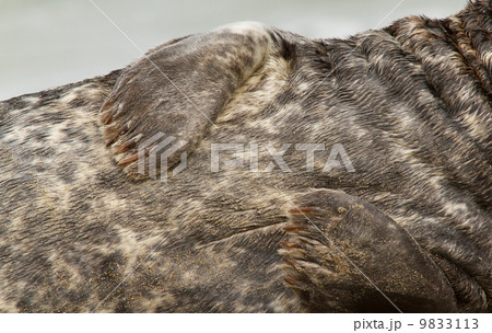 A grey seal 9833113