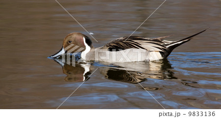Northern pintail drake swimming 9833136