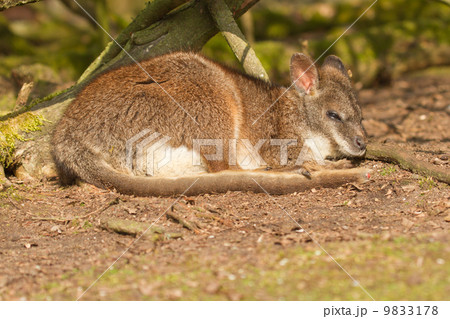 A sleeping parma wallaby A sleeping parma wallaby 9833178