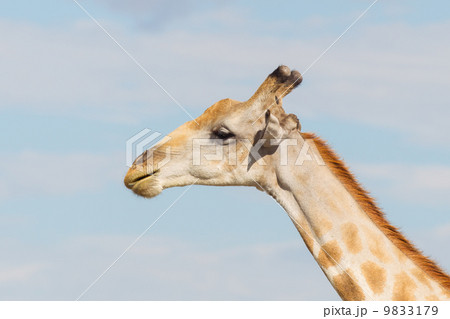 Giraffe in Etosha, Namibia 9833179