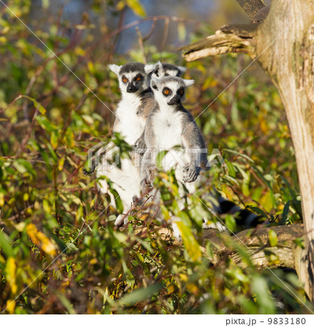 Ring-tailed lemur (Lemur catta) 9833180