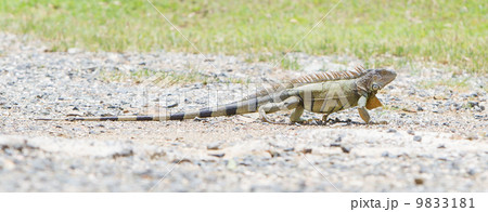 Iguana (Iguana iguana) Iguana (Iguana iguana) 9833181