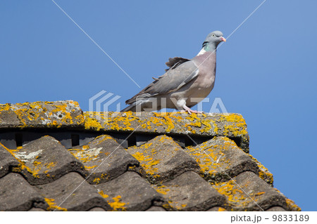 Single pigeon on roof 9833189