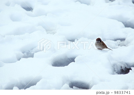 雪の日の福良雀3 9833741