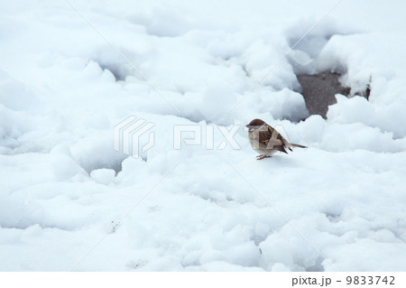 雪の日の福良雀4 9833742