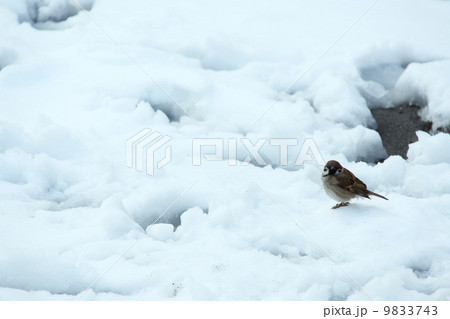 雪の日の福良雀5 雪の日の福良雀5 9833743
