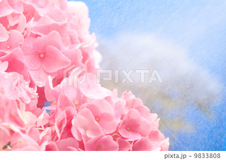 ピンクの紫陽花 ピンクの紫陽花 9833808