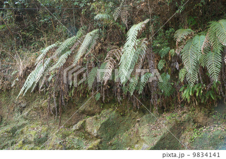 がけに生えてる大きなシダ 9834141
