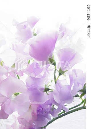 スイートピー8 9834199