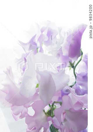 スイートピー7 9834200