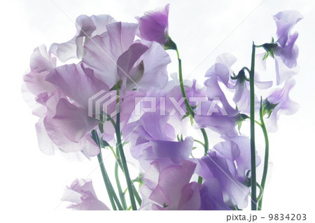 スイートピー4 9834203