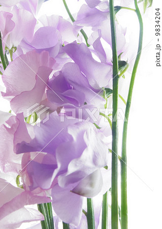 スイートピー3 9834204