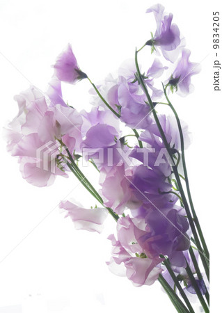 スイートピー2 9834205