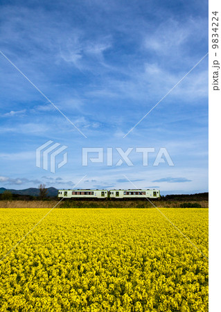 大湊線・陸奥横浜の菜の花畑を行くローカル列車 大湊線・陸奥横浜の菜の花畑を行くローカル列車 9834224