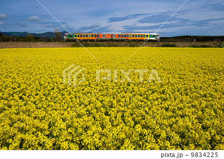 大湊線・陸奥横浜の菜の花畑を行く快速リゾートあすなろ下北号 大湊線・陸奥横浜の菜の花畑を行く快速リゾートあすなろ下北号 9834225