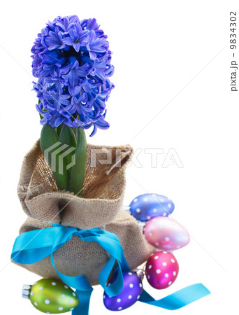 blue hyacinth flowers with easter eggs blue hyacinth flowers with easter eggs 9834302