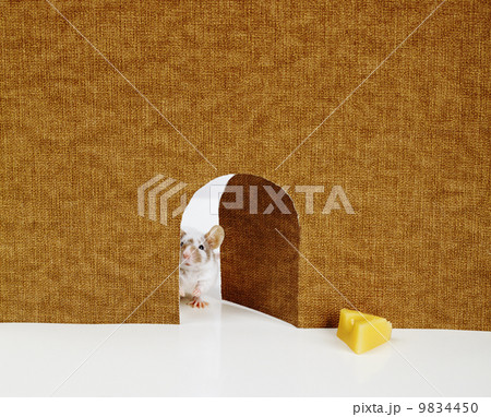 little mouse coming out of it's hole little mouse coming out of it's hole 9834450